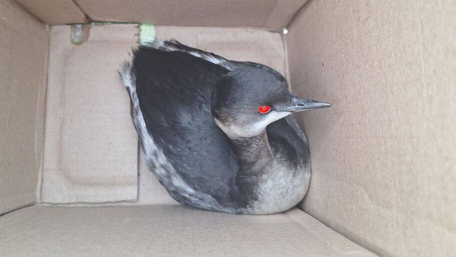 Фото: Официальный Телеграм-канал заповедника 